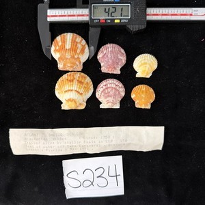 Atlantic Calico Scallop Shells Lot Of 3 Trawled Alive Cape Canaveral 1982 (S234)
