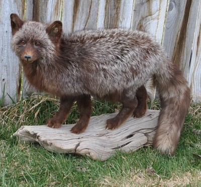 Silver Fox Taxidermy Full Body Mount Cabin Camp Tanned Montana