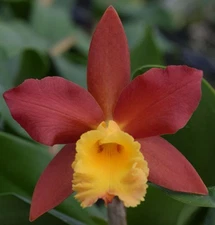 Blc Lily Marie Almas ‘MGR’  Cattleya Orchid plant BS 4.5” 0929