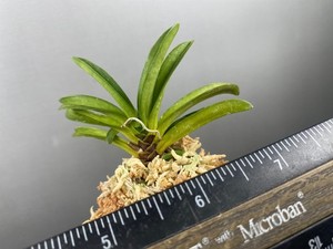 japaneseorchids | eBay Stores