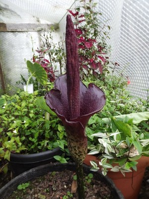 money plant near me Braided Pachira Stump Money Tree
