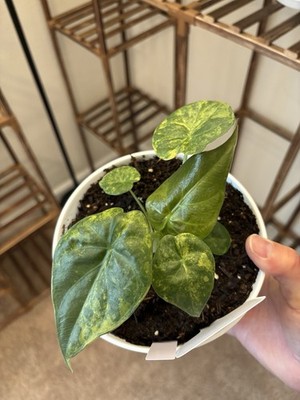 Alocasia Wentii Aurea Variegated 6