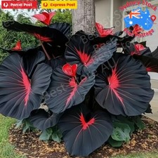 100 Seeds Blue Caladium Flowers Seeds Dwarf Elephant Ear Ornamental Plants AU