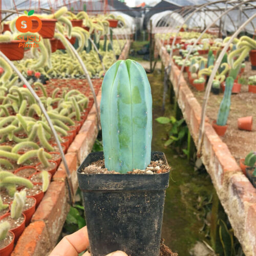 10cm cactus plant Myrtillocactus geometrizans home potted Garden Live Plants - Afbeelding 1 van 8