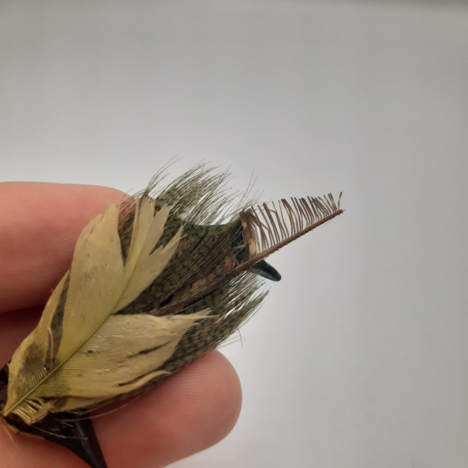 Vintage Real Feather Bird Brooch Pin Made In Gt Britain Costume Jewelry Retro image 3