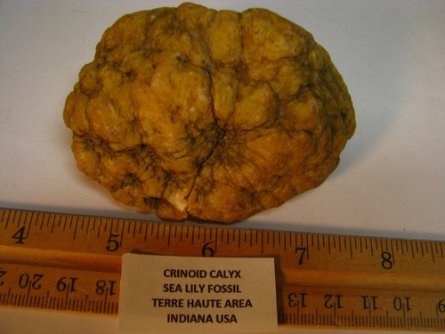 .46lb 3.4x2.5x1.7x1.8inch SEA LILY FOSSIL CRINOID CALYX PARTIAL INDIANA USA #272