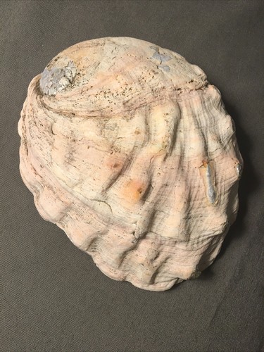 Large Abalone Shell 8 inches x 6.5 inches BEAUTIFUL! - 第 6/10 張圖片