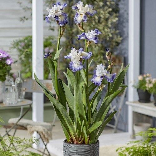 T&M Iris Germanica Duo Bearded Iris Plants Rose de Perse & Miles Ahead