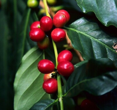 2000+ Cranberry Coffee Seedss (Coffea sp.) Coffee Bean