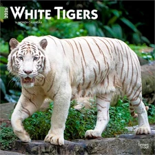 White Tigers | 2026 12x24" (Hanging) Monthly Square Wall Calendar | Plastic-Free