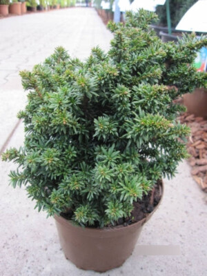 Taxus baccata Fips - Zwerg -Eibe Fips - 15-20 | eBay.de