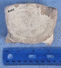 Miocene Whale Vertebra Fossil - Florida Bone Valley Phosphate Mine