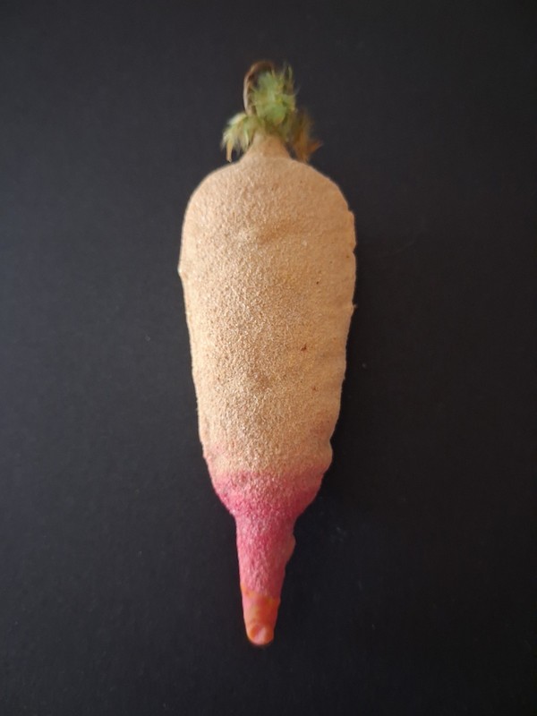 Antique German Glass Unslv. Turnip Ornament 