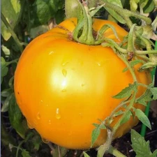 Golden Jubilee Tomato Seeds, 50 Seeds, BUY 2 GET 1 FREE, NON-GMO, FREE SHIPPING