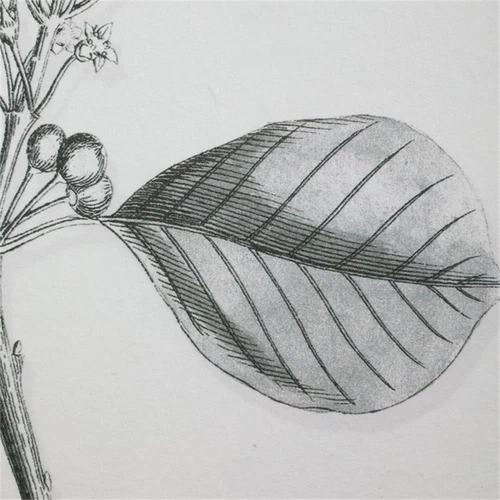 Uttermost Farmhouse Florals Iron Glass Cotton Prints in Black/White (Set of 9) - Picture 6 of 9