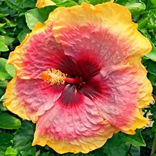 ☑️ MADAGASCAR HIBISCUS MOSCHEUTOS Hibiscus seedpack Rose Of Sharon HS793