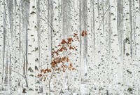 Forest Schlafzimmer Motiv Vliestapete 151X102 Zoll Weiß Foto Tapete Wandbild