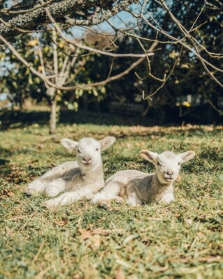Two Cute Baby Lamb Sheep Grazing PICTURE POSTER PHOTO PRINT Wool Farm Animal