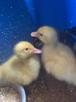 4 + 2 Jumbo Pekin Duck Hatching Eggs