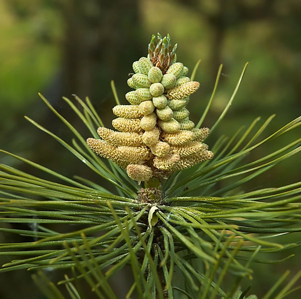 Semillas de pino austriaco, pinus nigra, árbol Foto 3 de 4