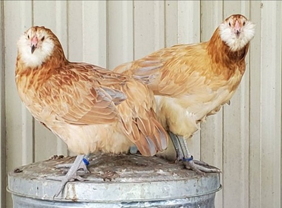 #ad 18 Wheaton Americana Hatching Eggs Blue Eggs $139.99