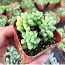 1 Live Sedum Burrito Plant – 2 Inch Pot – Donkey Tail Succulent for Decor