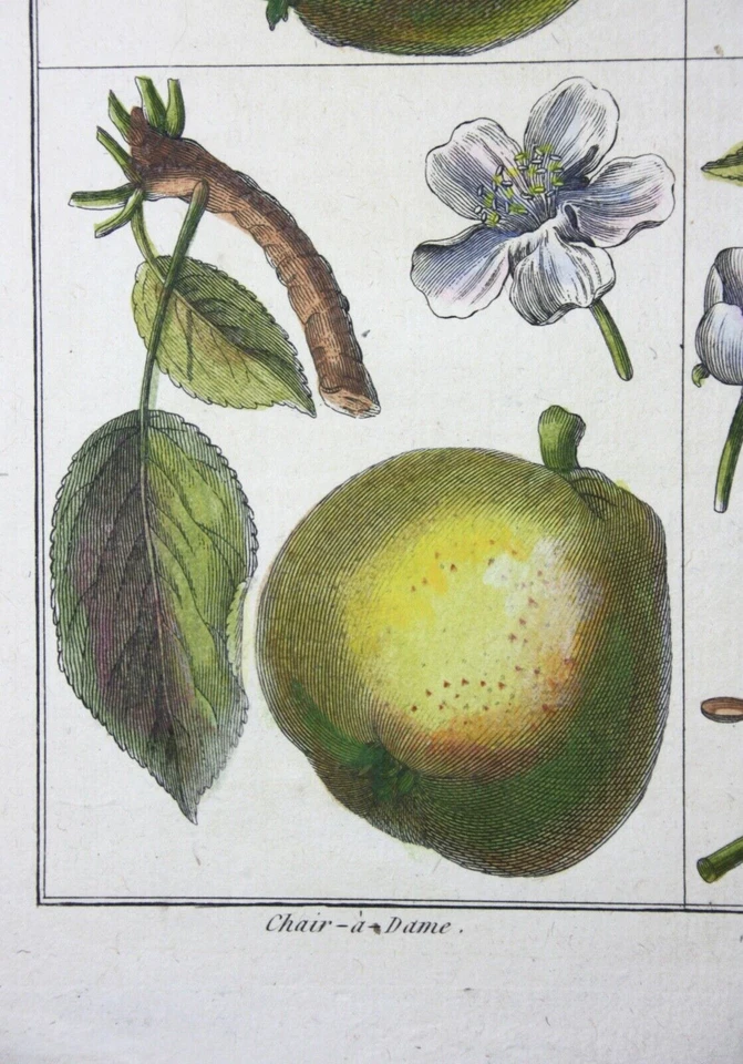 Birnen, Salviati, altkol. Kupferstich aus Rozier "Cours d'agriculture" 1789 - Bild 4 von 4