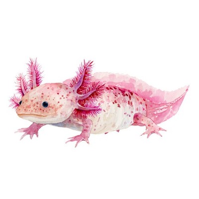 6x Sticker Axolotl Car Sticker 9x9cm Cute Kawaii Cute Lurch Pink Set