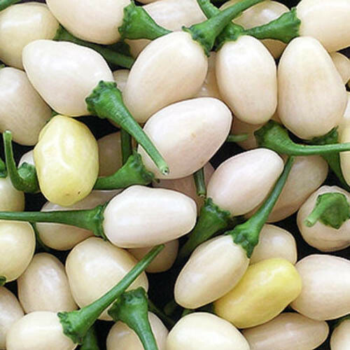 Mini White Habanero Pepper Seeds, Peruvian, NON-GMO, FREE SHIPPING