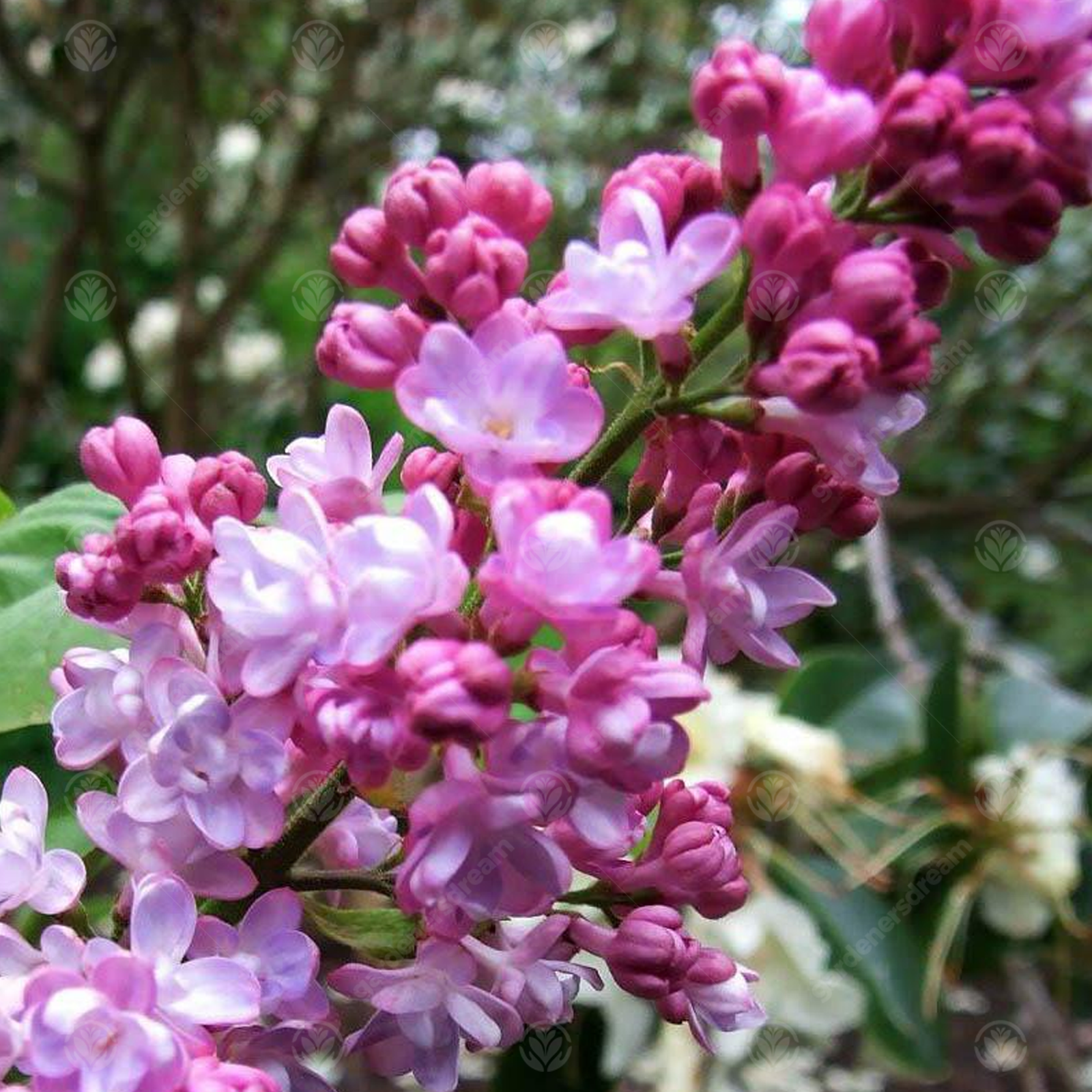 Syringa vulgaris 'Belle de Nancy' | French Lilac | Garden Tree | 5-6ft