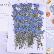Bulk 50PCS Real Pressed Dried Flower, blue Forget me not Flower leaves FCD13