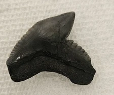 Tiger Shark Tooth Sharks Teeth Fossil Rock Mineral