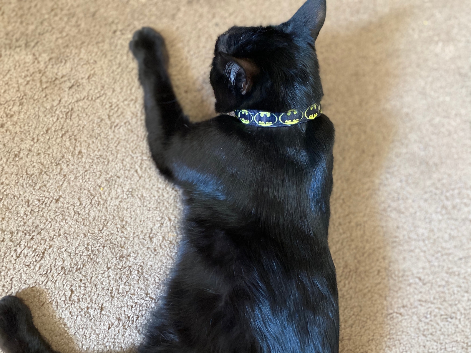 batman kitten collar