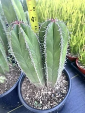 Mexican Fence Post Cactus 'Pachycereus marginatus' Twins