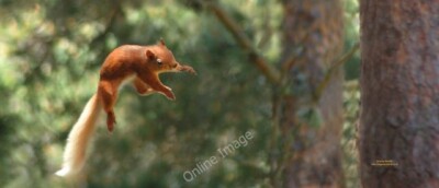 Foto 6x4 Alarm ''ROT'' ! Tulloch\/NH9816 Rotes Eichhörnchen springt zwischen Baum um 2009