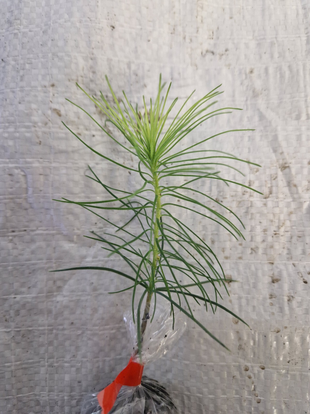 Monterey pine, Pinus radiata Christmas Tree, Plug Plants eBay