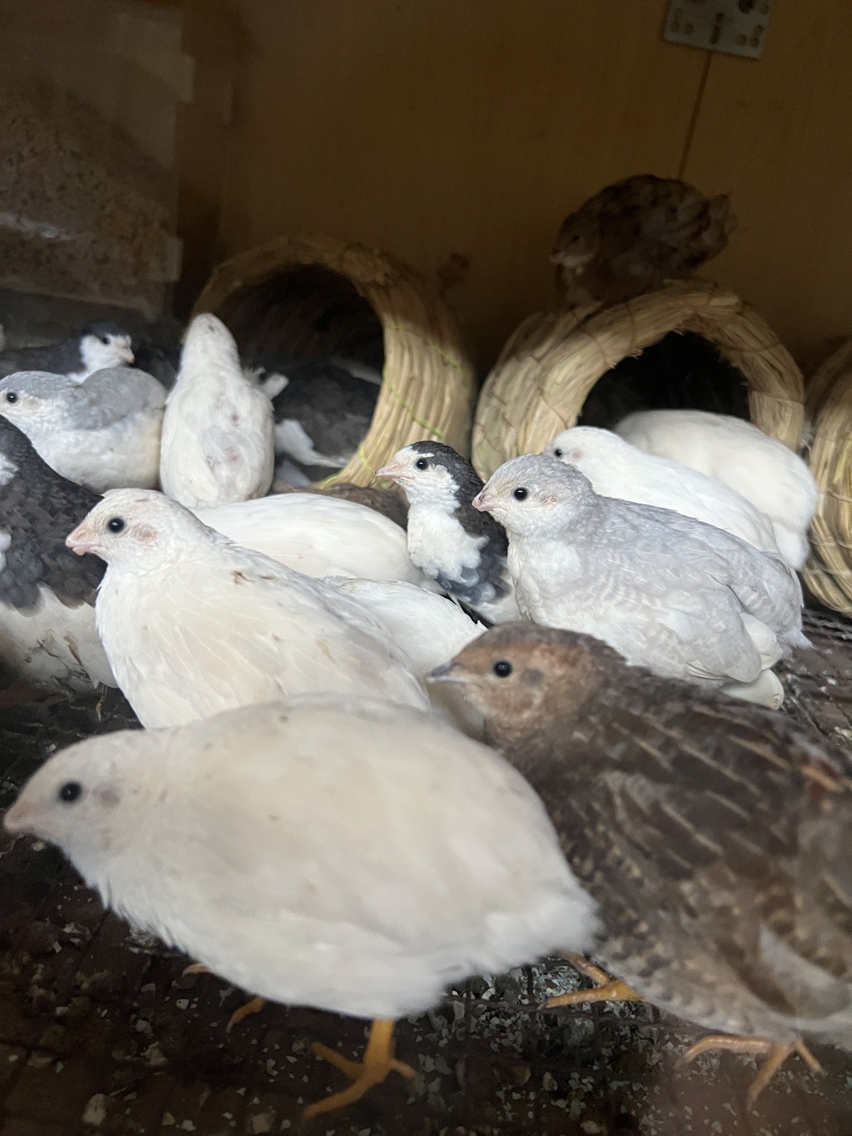 button quail hatching eggs