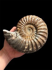 Large! 6 Asteroceras Ammonite Fossil! Lyme Regis, Dorset, Jurassic, UK