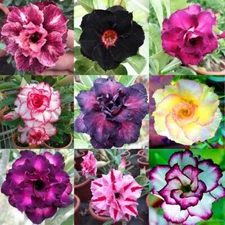 Mixed Color Desert Rose Seeds | 10 Seeds | Adenium Obesum | Seeds to Grow