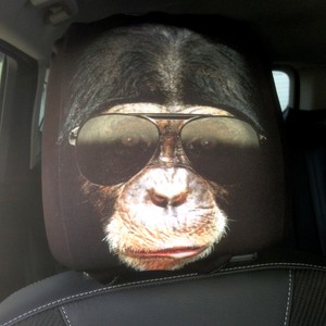 monkey with sunglasses