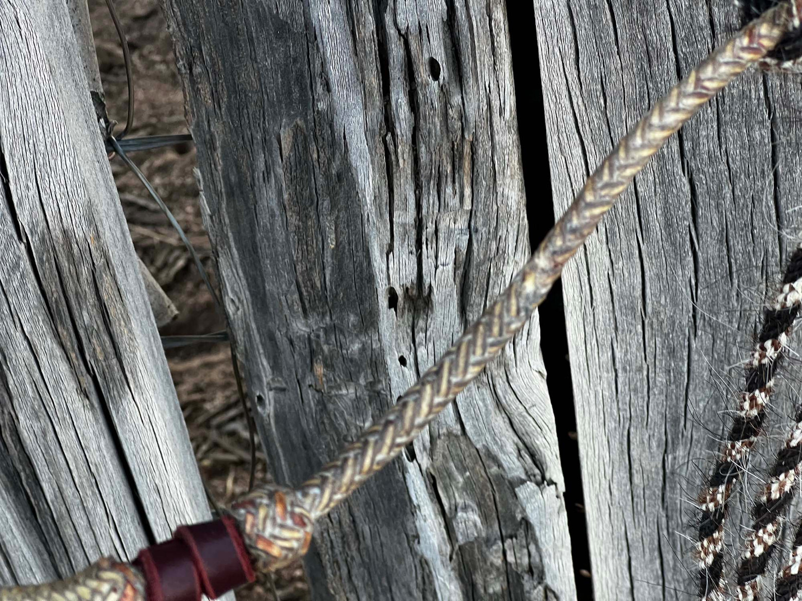 LUIS ORTEGA Vintage 3/8" RAWHIDE HACKAMORE - Wall Hanger