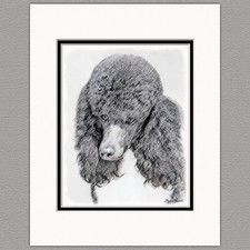 Standard Poodle Parti Black and White Original Art Print 8x10 Matted to 11x14