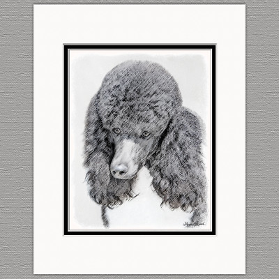 Standard Poodle Parti Black and White Original Art Print 8x10 Matted to 11x14