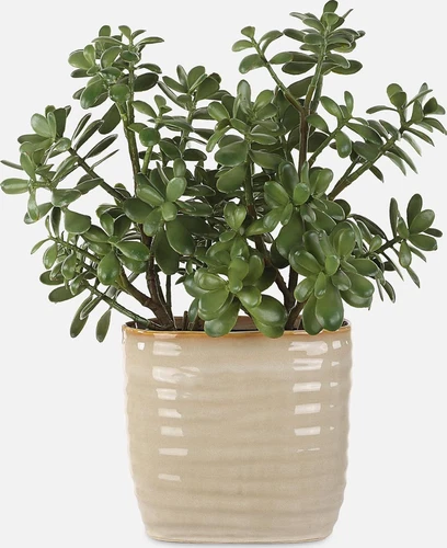 Crassula Jade Planter - 23.5" Tall, 18" Wide Decorative Accent - Picture 5 of 5