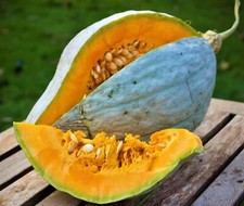 10 GIANT BLUE HUBBARD SWEET SQUASH SEEDS - RARE - Heirloom - NON GMO -- FRESH