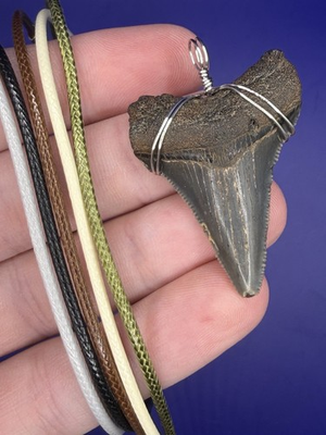 #ad #ad Real Megalodon Ancestor Fossil Shark Tooth Necklace Pick your Cord Color $30.00
