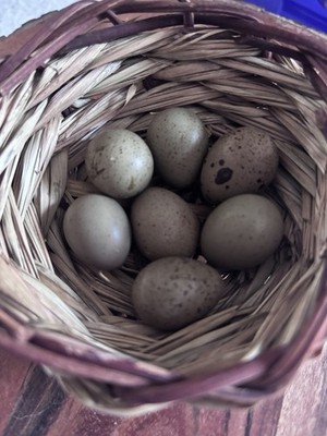 Button Quail Hatching Eggs 12+ Variety of Colors