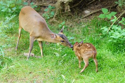 Photo 12x8 Muntjac Deer at the British Wildlife Centre, Newchapel, Surrey  c2010