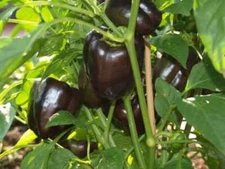 50+ Organic Purple Beauty Sweet Bell Pepper |  Violet Belle Wonder Seed for 2025