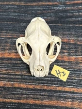 Real XL American Bobcat Skull Animal Mounts Christmas Gifts Man Cave Decor Craft